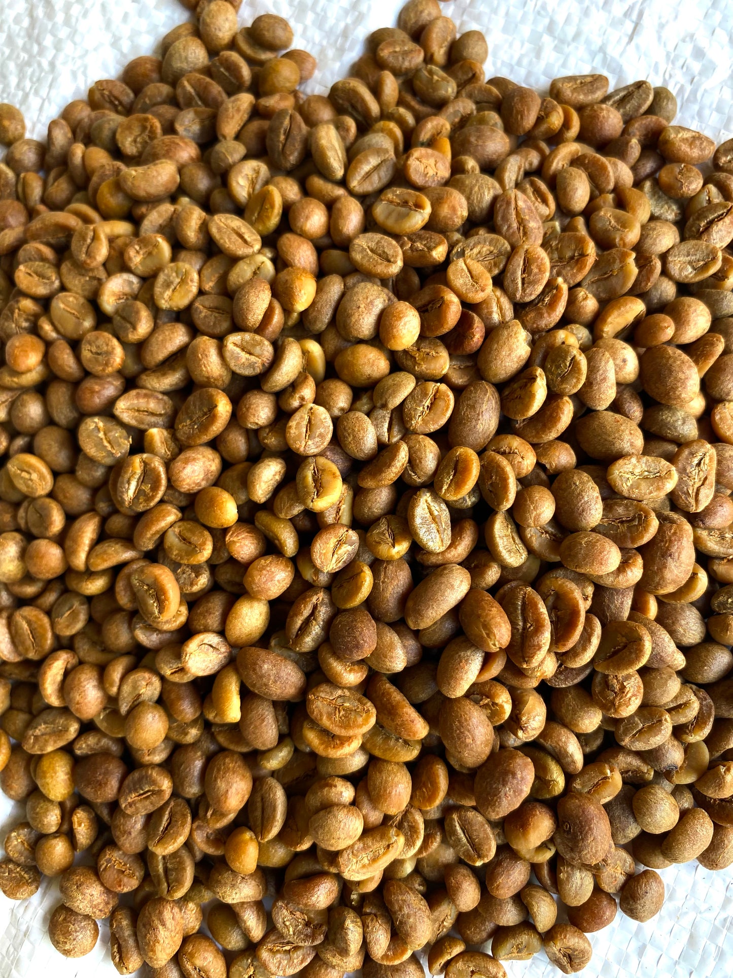 Couverture Canephora - Filter Roast - Roasted on 15/09
