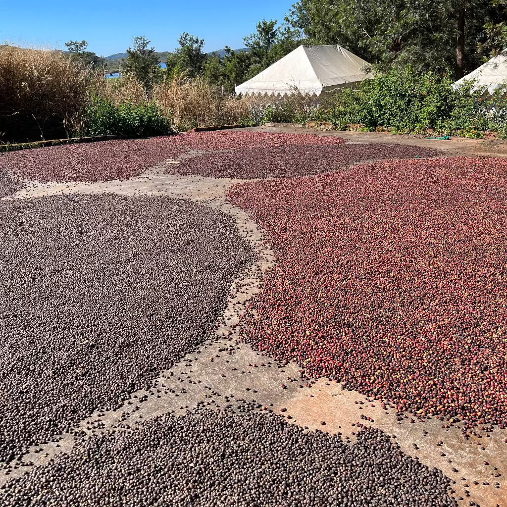 Drying yard at the coffee estate, with natural processed coffee , and a beautiful skyline