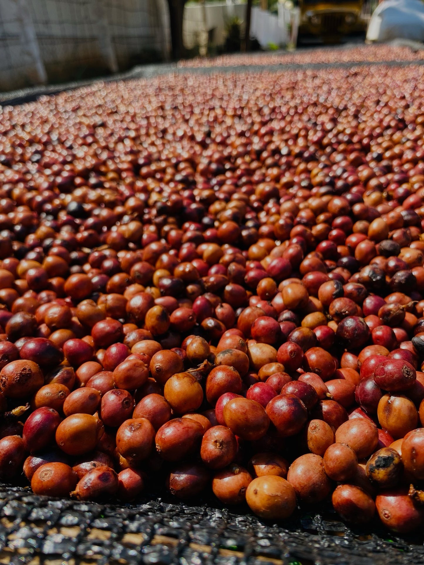 Couverture Canephora - Filter Roast - Roasted on 15/09