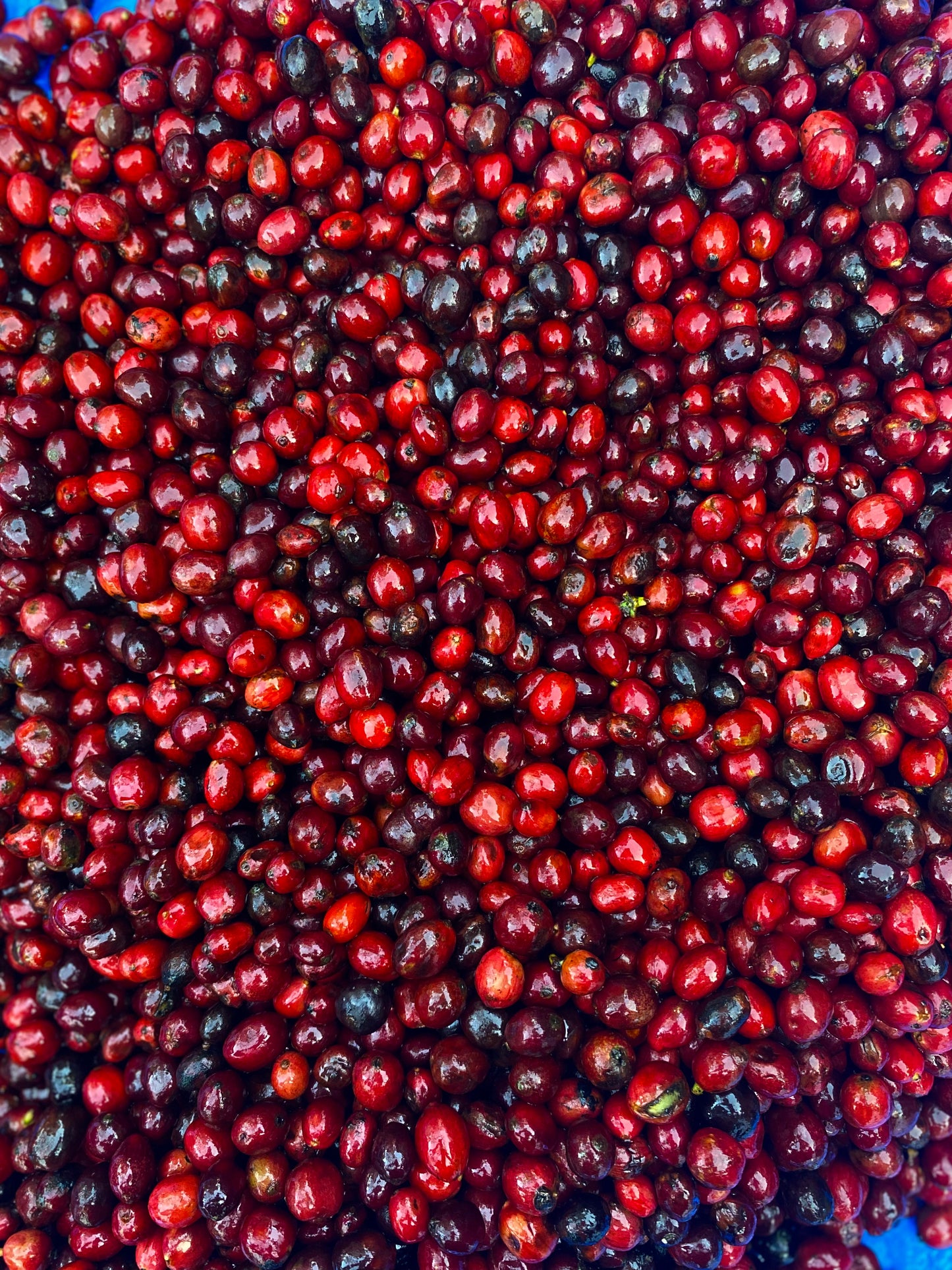 Couverture Canephora - Filter Roast - Roasted on 15/09