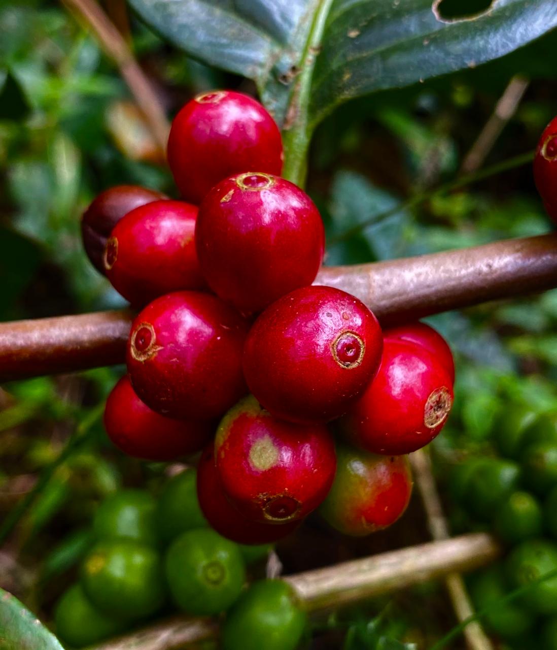 Riesling Esten - Roasting Soon