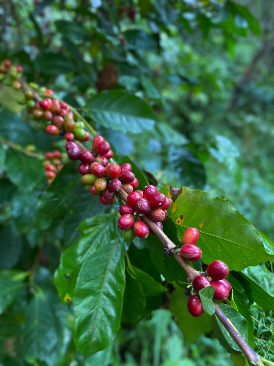 Riesling Esten - Roasting Soon