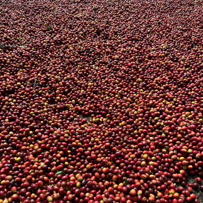 Good Evening - The Sundowner - Roasted on 01/12