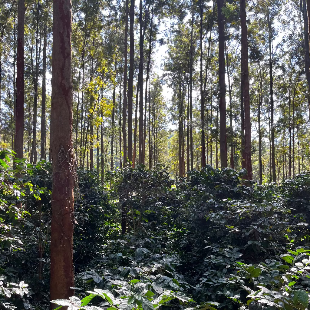 Good Evening - The Sundowner - Roasted on 01/12