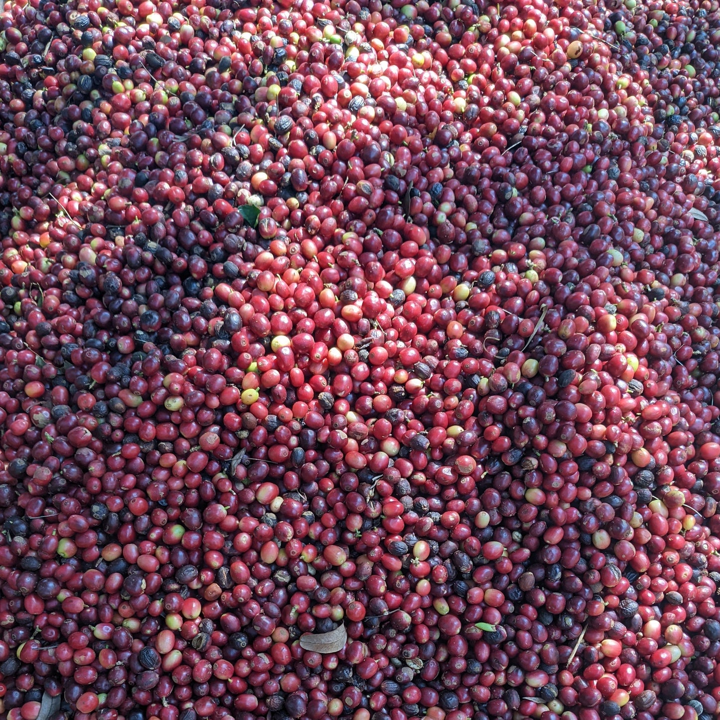 Close-up of ripe red coffee cherries