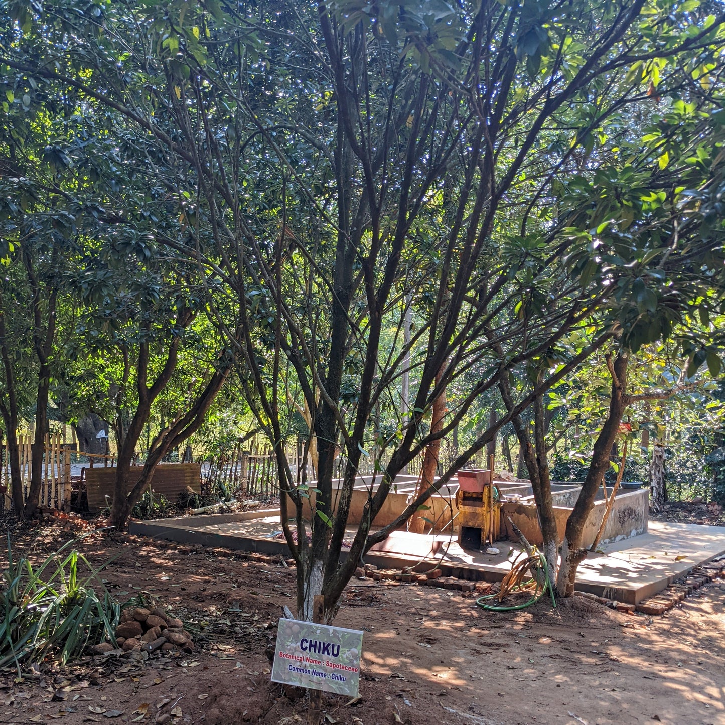 Tree with a Chiku sign in a natural setting