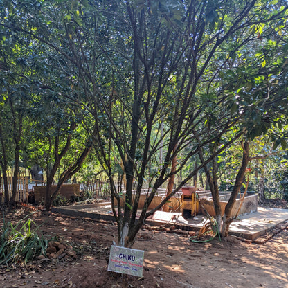 Tree with a Chiku sign in a natural setting