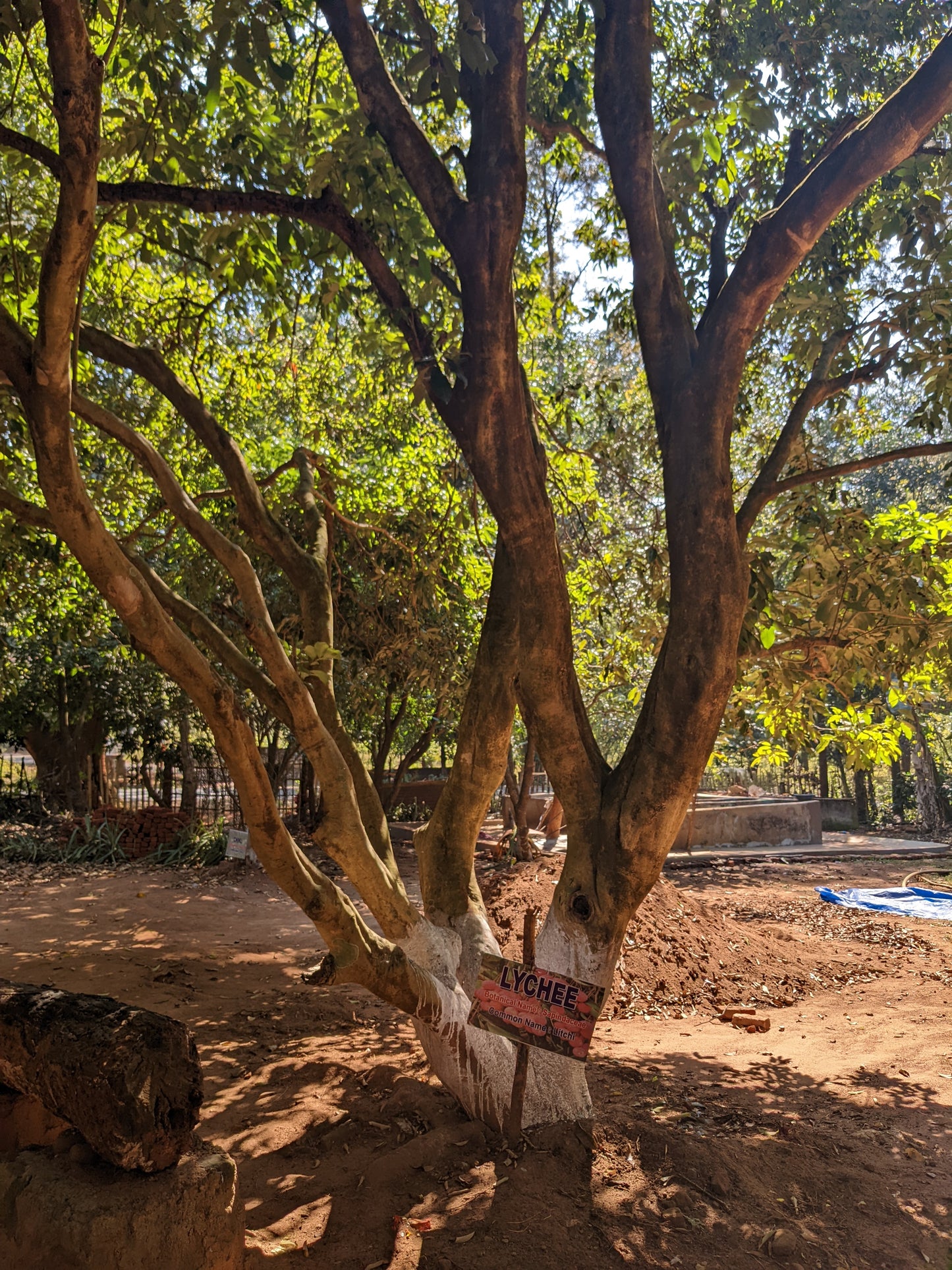 Large tree with a wrapped base in a natural setting with Lychee Sign