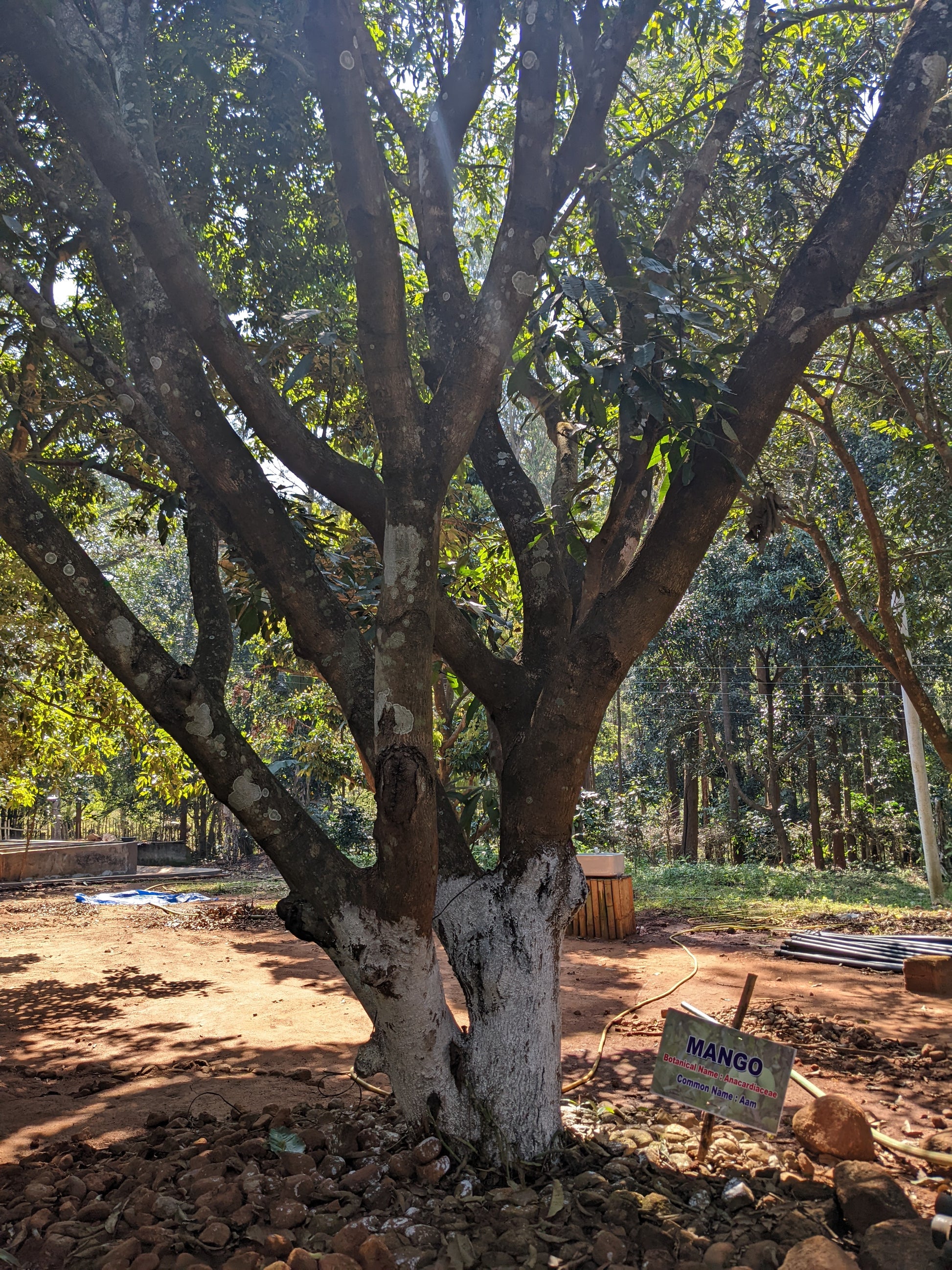 Mature mango tree in a natural setting with a 'Mango' sign nearby.