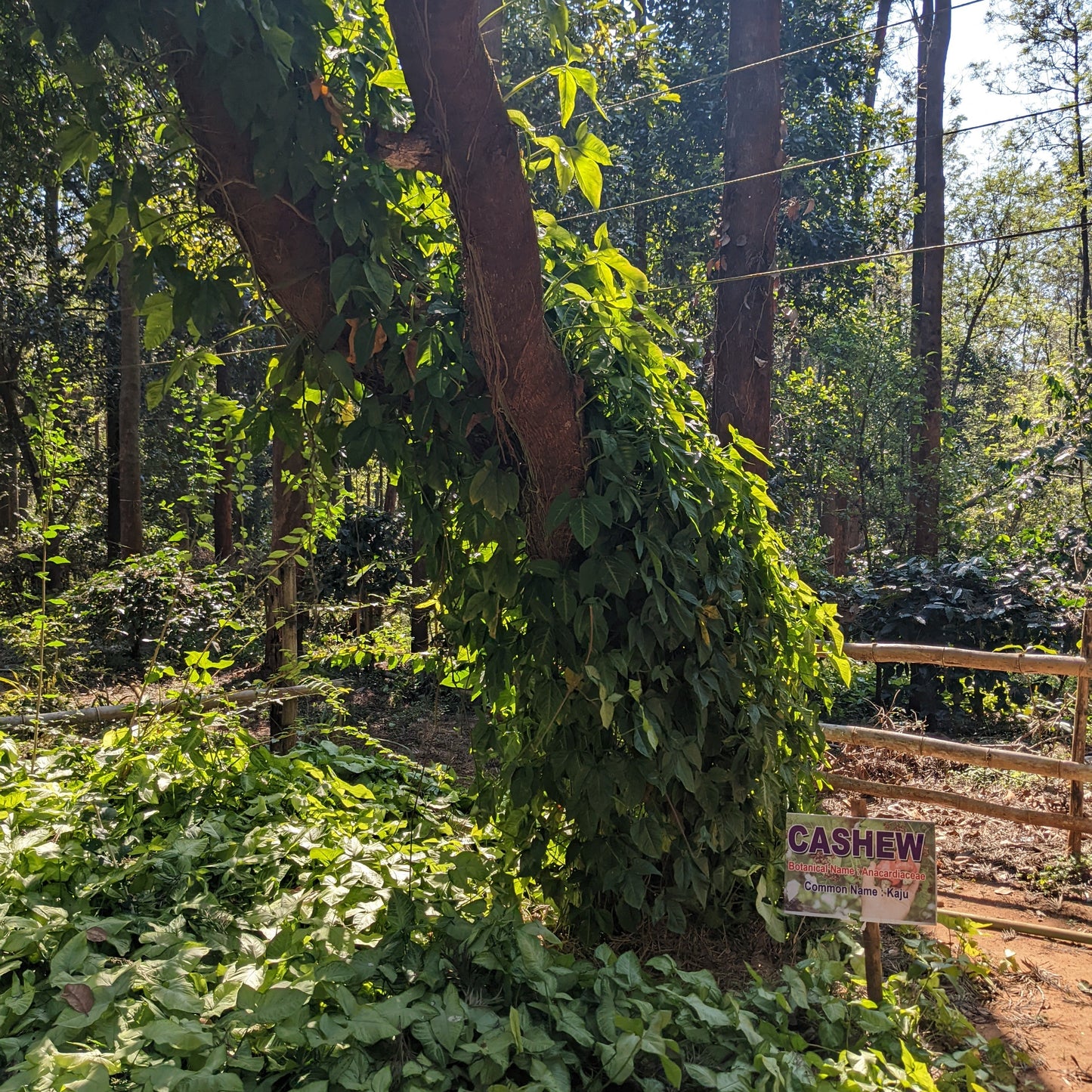 Fiano Solaré - Pre-Order Now