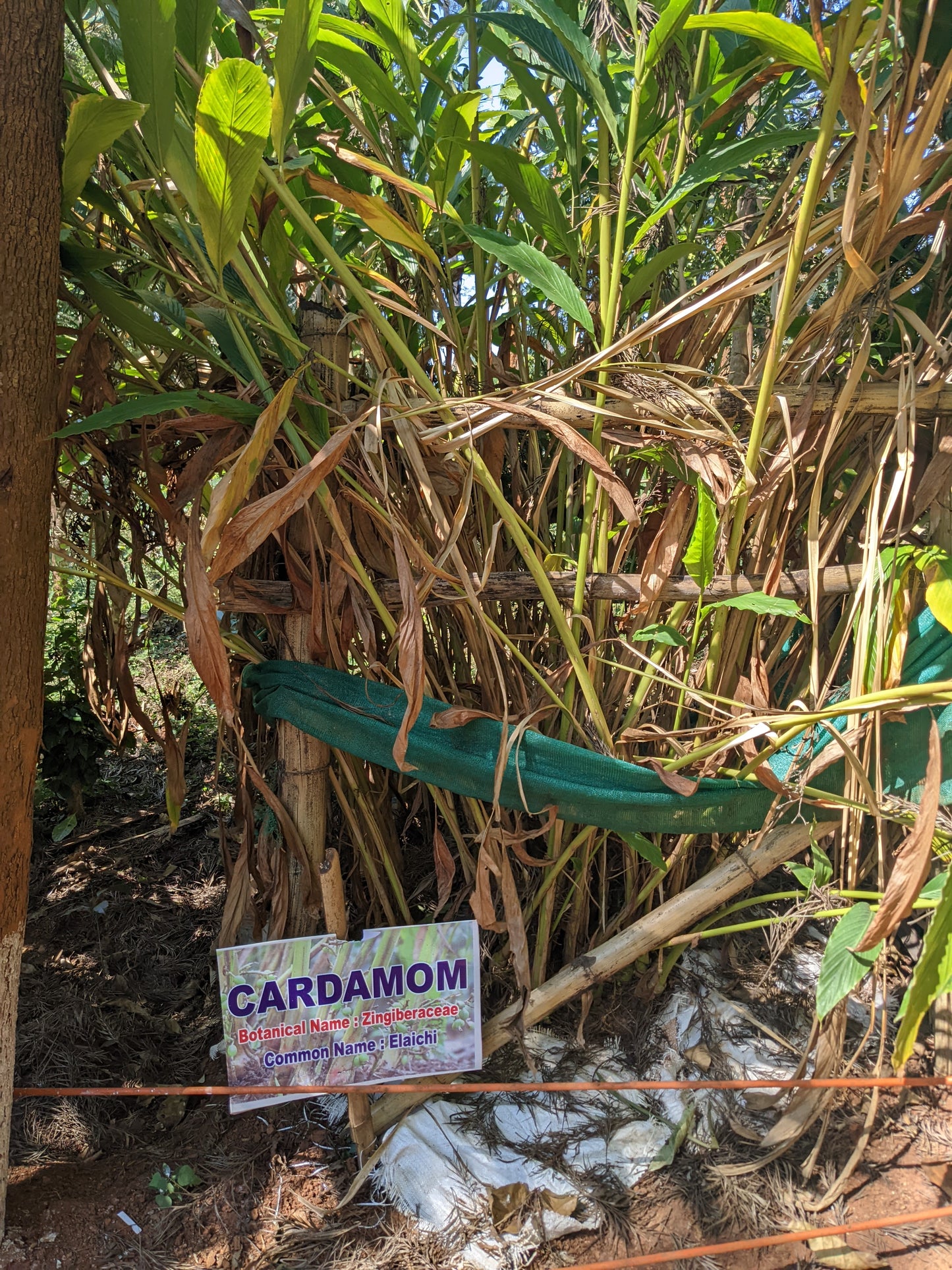 Fiano Solaré - Pre-Order Now