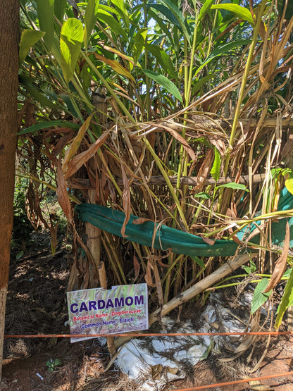 Fiano Solaré - Pre-Order Now