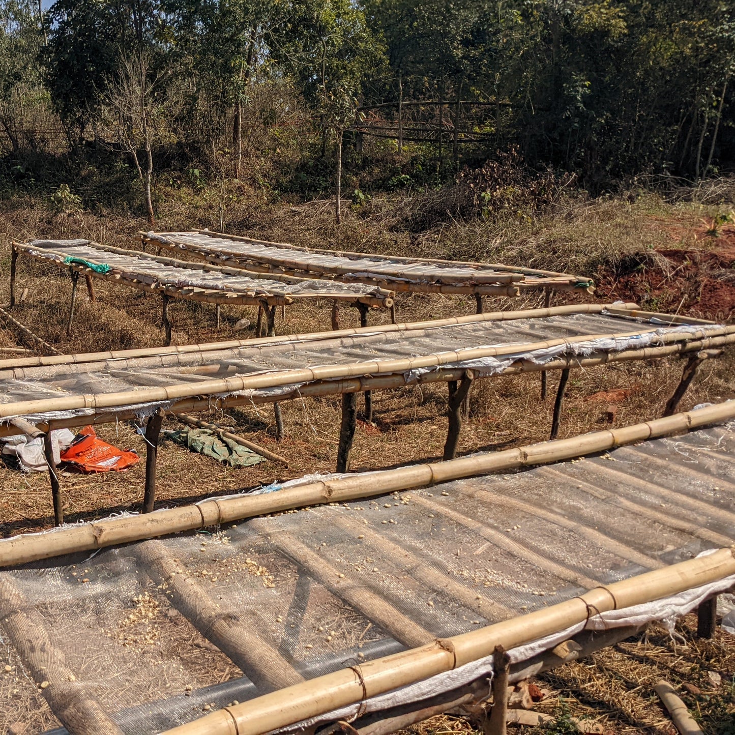 Fiano Solaré - Pre-Order Now