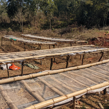 Fiano Solaré - Pre-Order Now