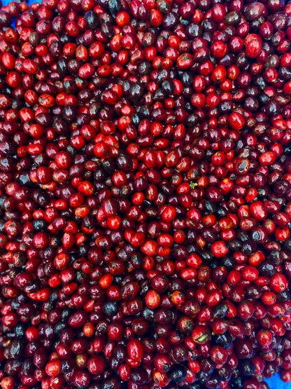 Couverture Canephora - Filter Roast - Pre-Order Now