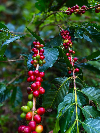 Riesling Esten - Roasted on 12/11